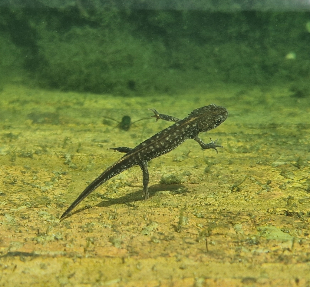 Alpine Newt from Spetchley Park Gardens, The Estate Office, Spetchley ...