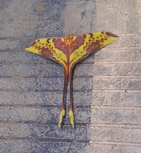 Malaysian Moon Moth
