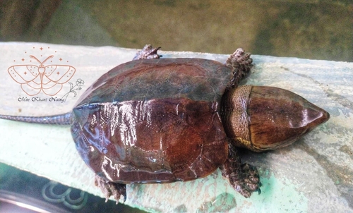 Burmese Big-headed Turtle