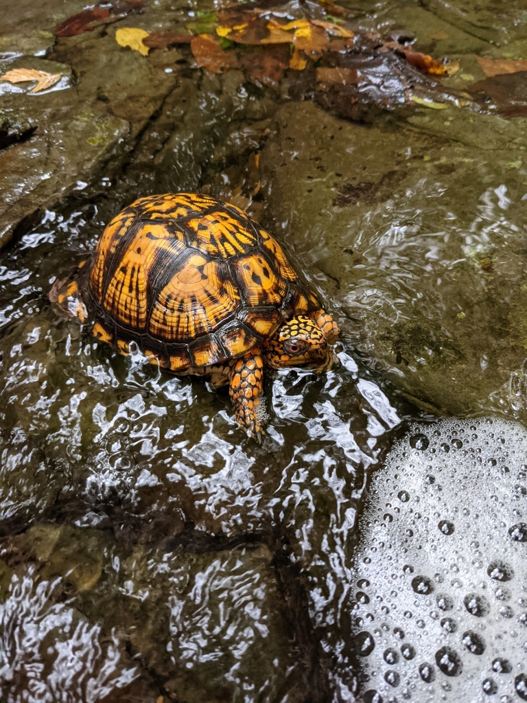 Eastern Box Turtle in September 2021 by Flip Away. Large box turtle ...