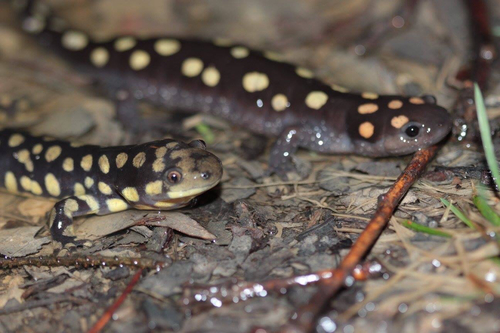 Eastern Tiger Salamander