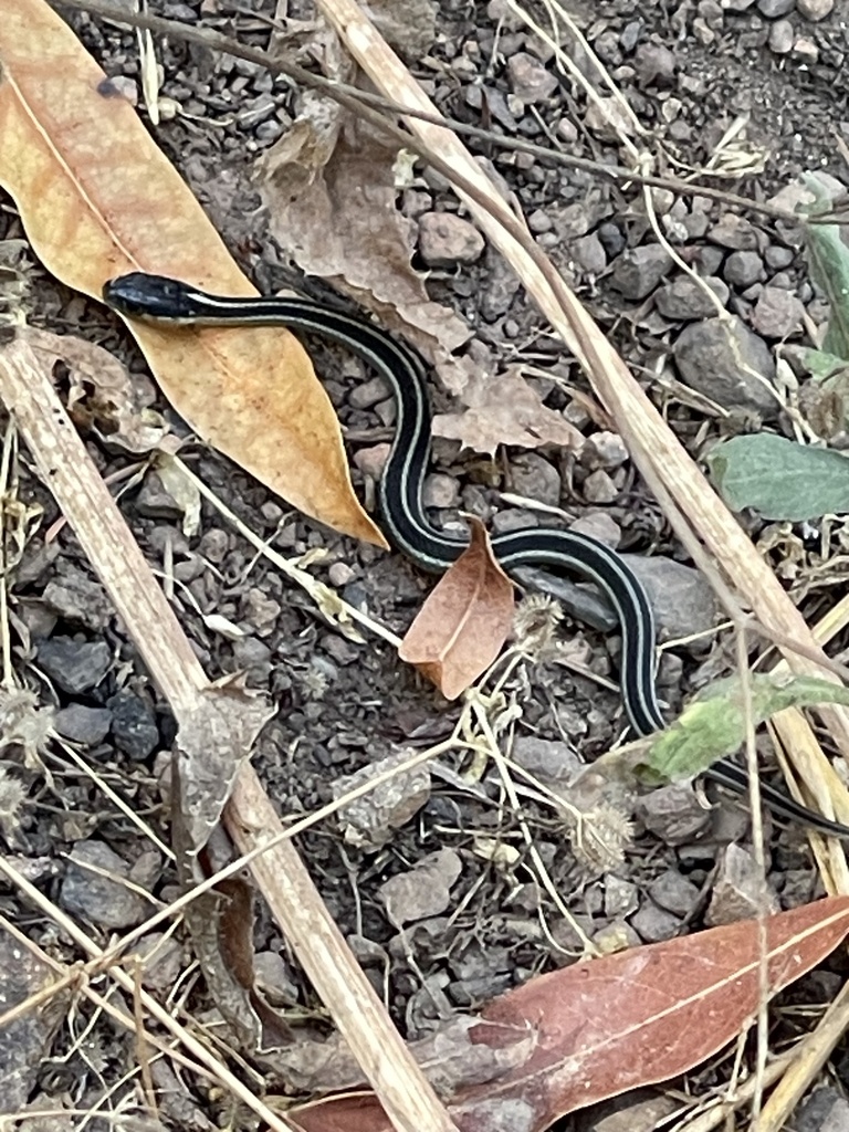 Common Garter Snake from Armstrong Redwoods State Natural Reserve