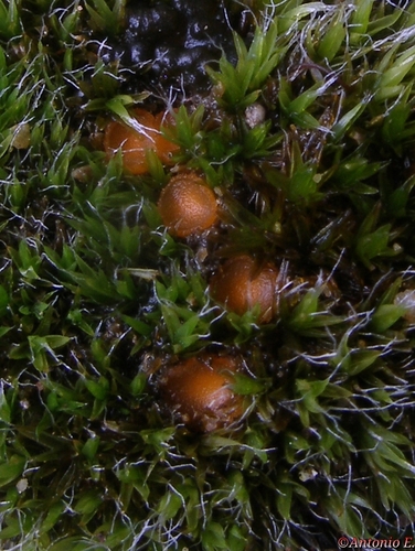 Octospora musci-muralis