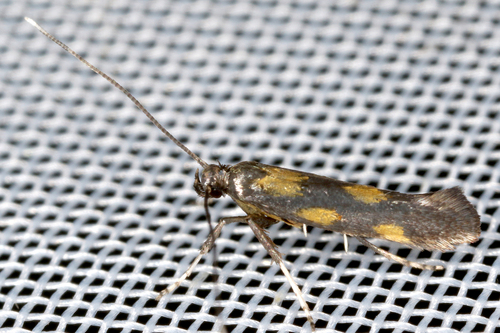 Euspilapteryx auroguttella Stephens, 1835