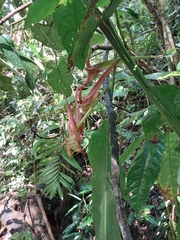 Heliconia colgantea image