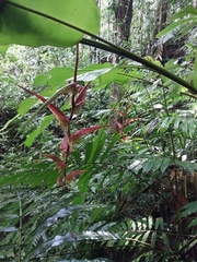 Heliconia colgantea image