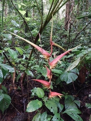 Heliconia colgantea image