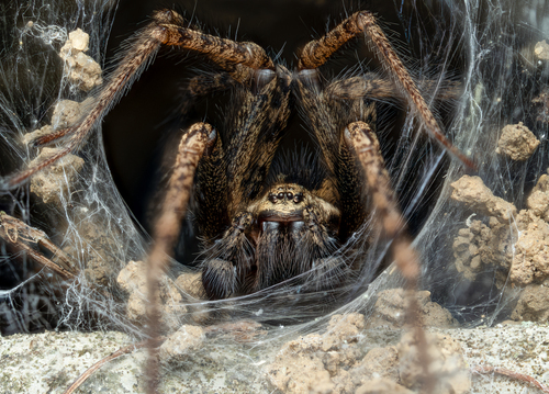 Charcoal Spider