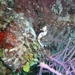 Observation photo