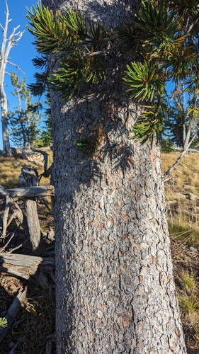 Whitebark Pine