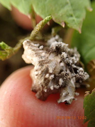 tree pelt lichen