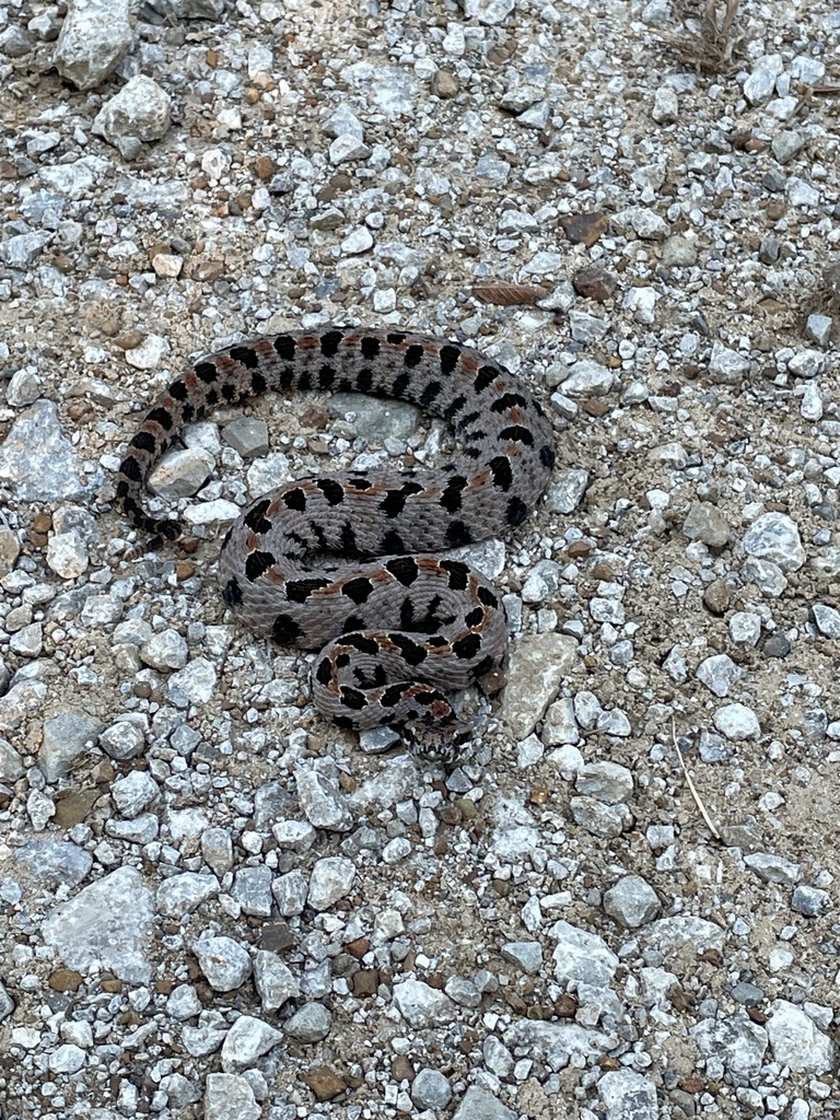 Pygmy Rattlesnake from N3910 Rd, Okmulgee, OK, US on September 14, 2023 ...