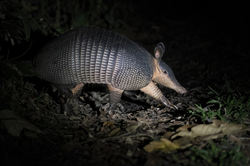 Western Greater Long-nosed Armadillo
