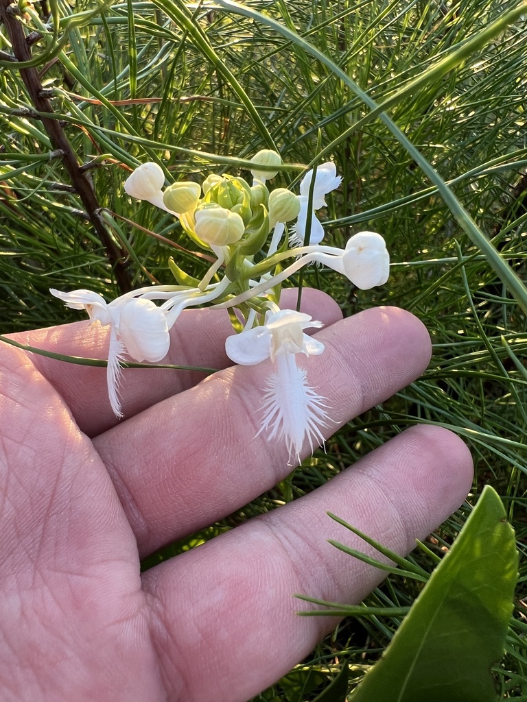 White-fringed Orchid from Longs, Conway, SC, US on September 14, 2023 ...