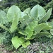 Alocasia hypoleuca - Photo (c) Non Wiwat, all rights reserved, uploaded by Non Wiwat