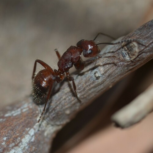 Camponotus macareaveyi