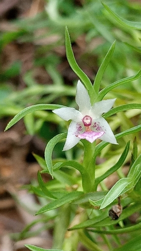 Dichaea ecuadorensis