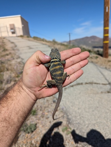 Desert Collared Lizard
