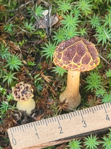 Aureoboletus thibetanus