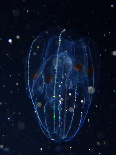 Bolinopsis rubripunctata