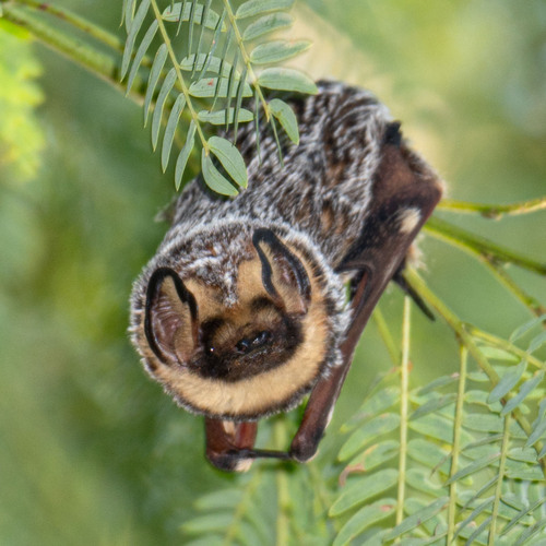 Northern Hoary Bat