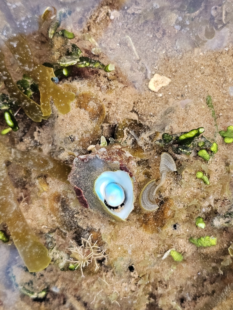 blue-mouthed turban from Port Hedland, WA, Australia on September 15 ...