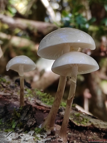 porcelain mushroom