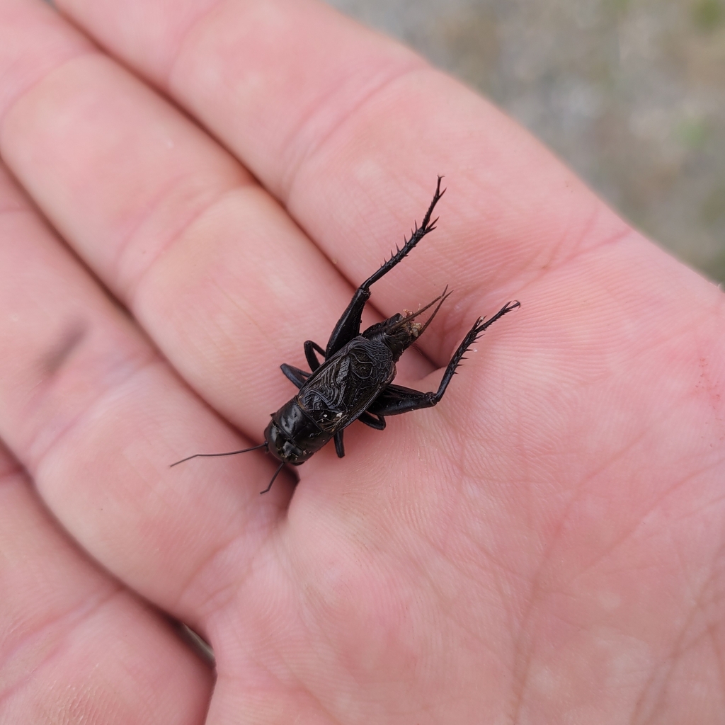 Fall Field Cricket from Leeds and Grenville, CAON, CA on September 14