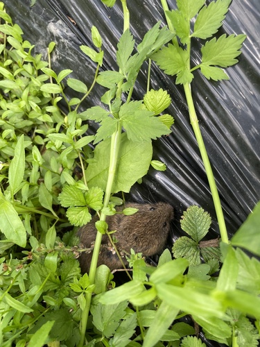 Anderson’s Red-backed Vole (Craseomys andersoni) — Least Concern Mammalia
