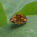 Common Palm Dart - Photo (c) WK Cheng, all rights reserved, uploaded by WK Cheng