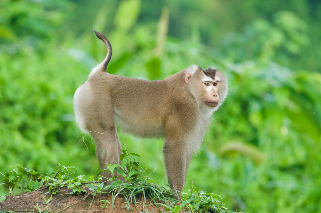 northern pig  tailed macaque