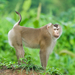 Northern Pig-tailed Macaque - Photo (c) HUANG QIN, all rights reserved, uploaded by HUANG QIN