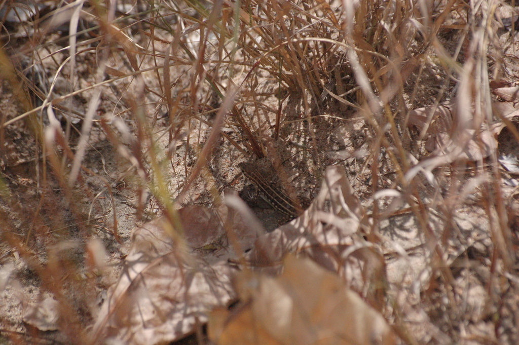 Speke’s sand lizard from CX8Q+MP, Kiwisa, Tansania on September 14 ...