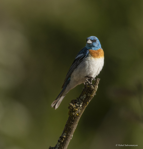 iNaturalist observation photo of Lazuli Bunting