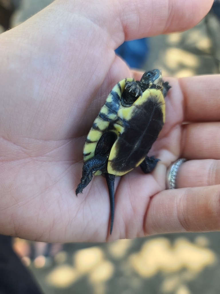 Blanding's Turtle in September 2023 by Jenni Kaija · iNaturalist