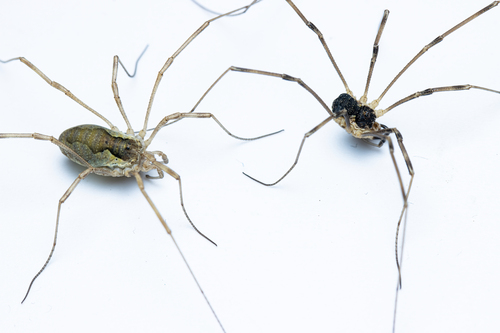 Saddleback Harvestman