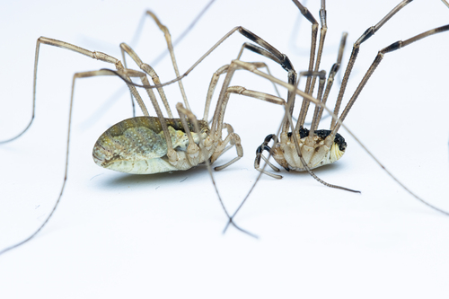 Saddleback Harvestman