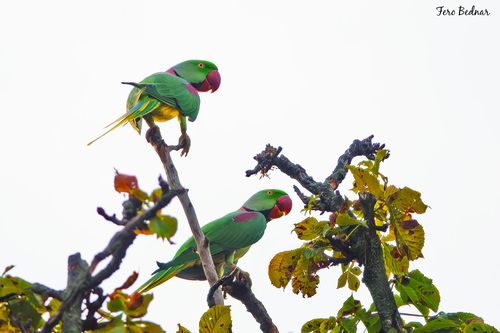 Psittacula eupatria