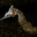 Observation photo
