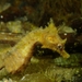 Observation photo