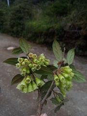 Vaccinium poasanum image