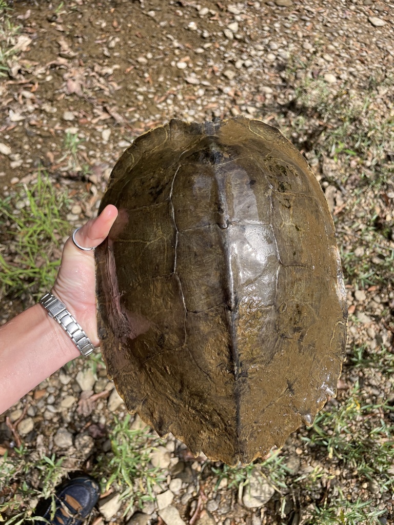 Alabama Map Turtle in September 2023 by Carla Atkinson · iNaturalist