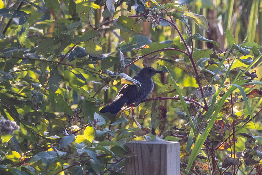 Gray Catbird In September 2023 By Molly Hanse INaturalist   Large 