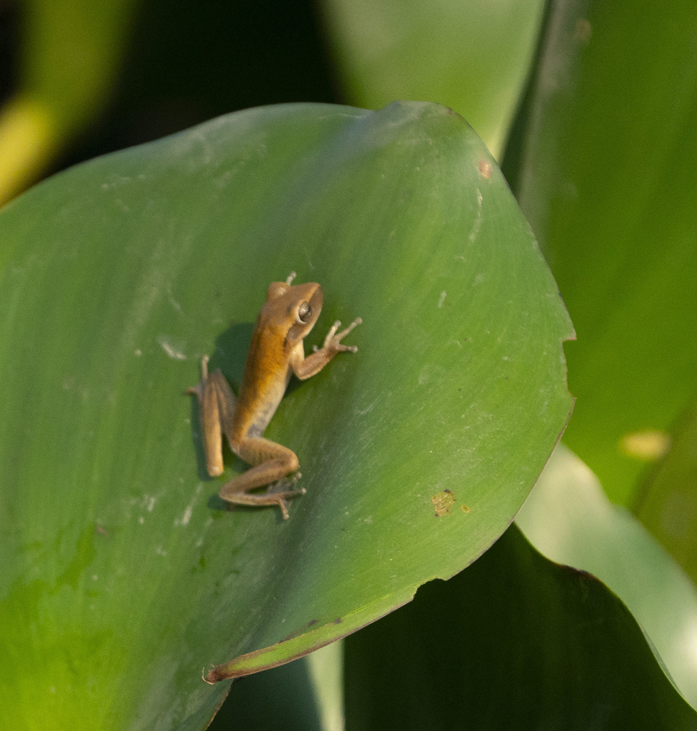 Chaco Tree Frog from Corumbá - State of Mato Grosso do Sul, Brazil on ...