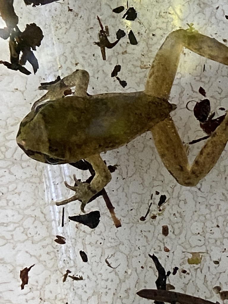 Coastal Tailed Frog in September 2023 by Penny Ruvelas · iNaturalist