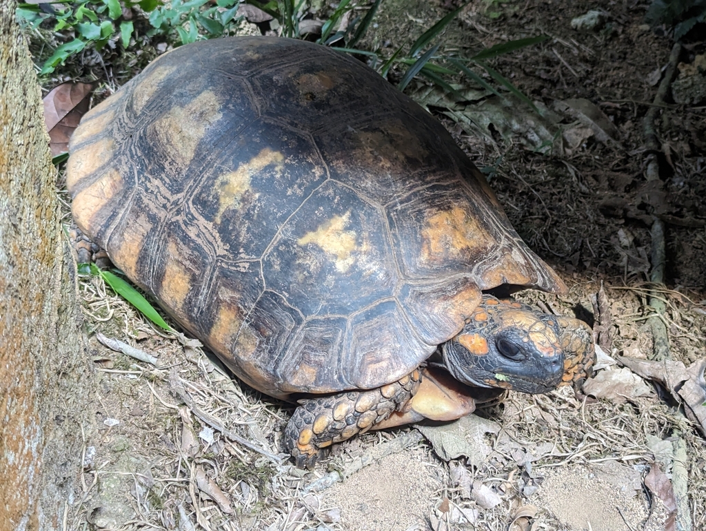 Brazilian Giant Tortoise in September 2023 by Aidan Craner · iNaturalist