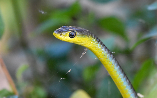 Common Tree Snake sighting