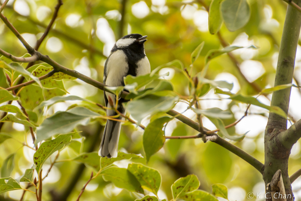 Japanese Tit from Kyoto, Japan on January 25, 2019 at 12:38 PM by iamkai · iNaturalist