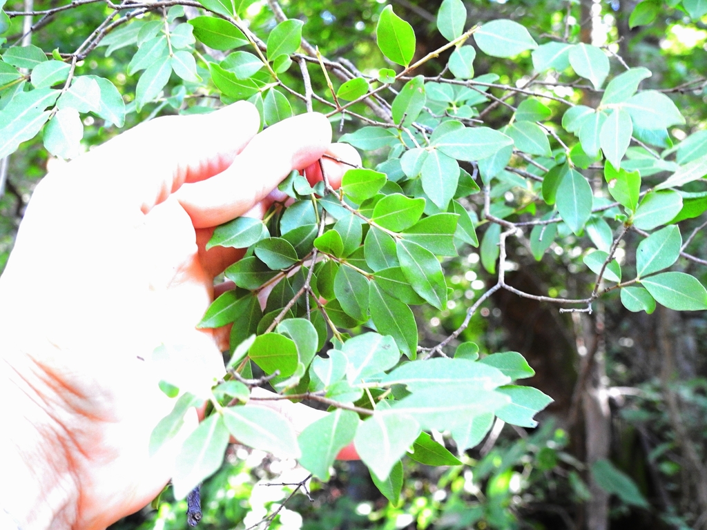 Psidium sartorianum from San Ignacio, Sin., México on September 11 ...