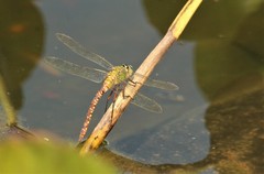 Image of Anax concolor